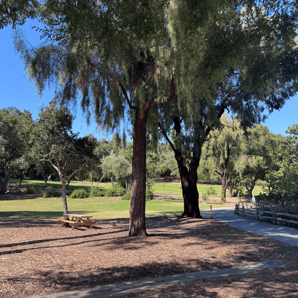 Sharon Park